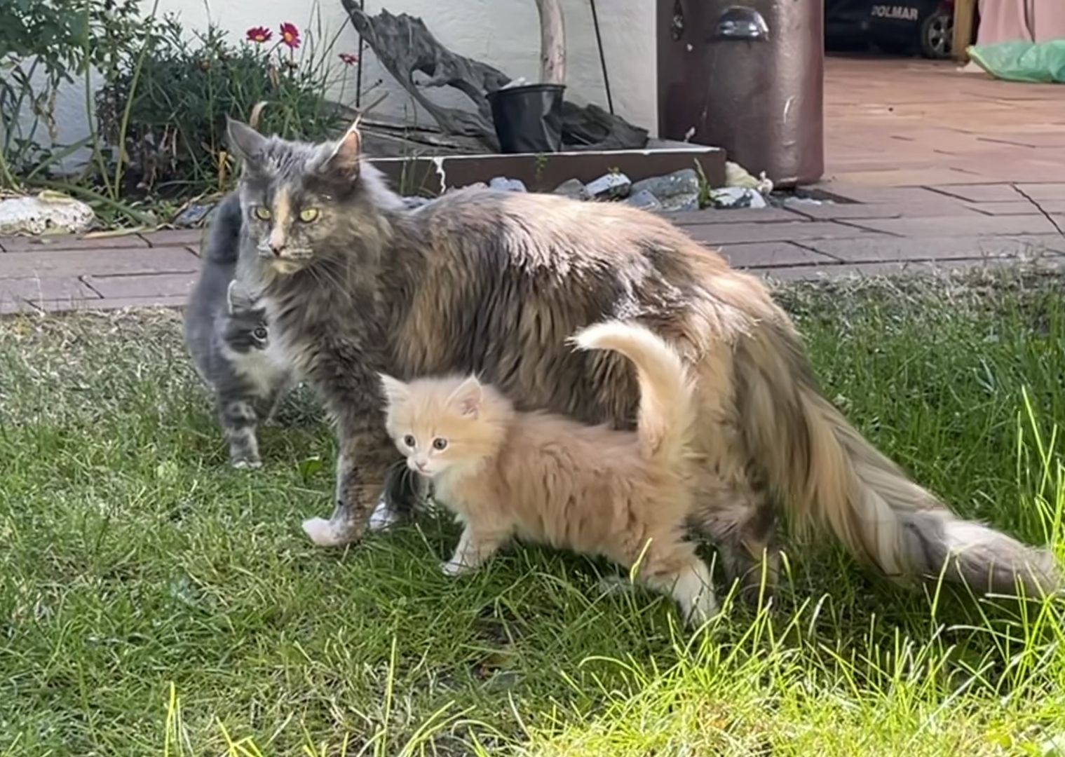 Reinrassige Norwegische Waldkatzen - drei Mädchen suchen ein liebevolles zu Hause