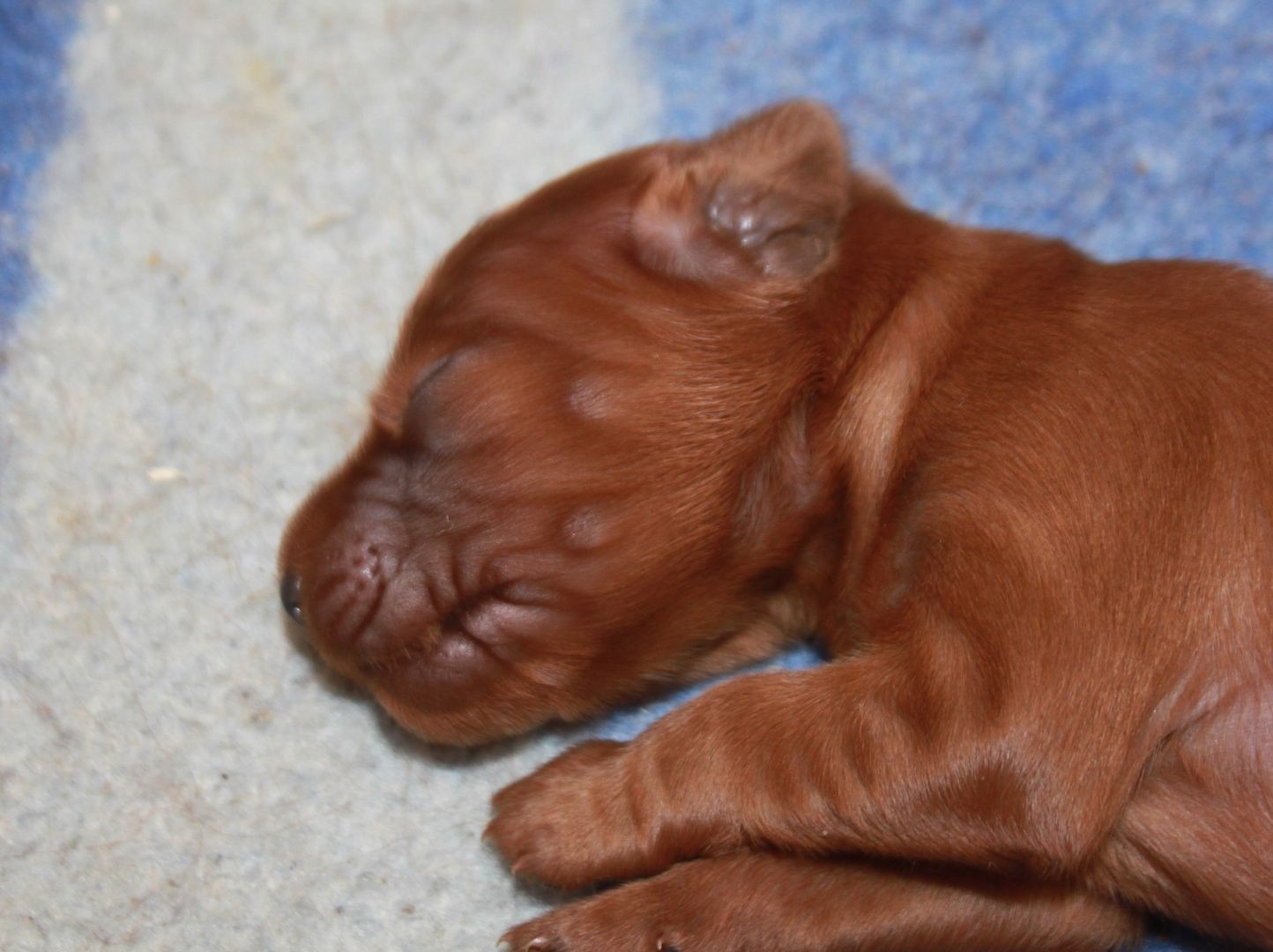 Irish Setter Welpen mit Papieren aus 34 jähriger Formzucht