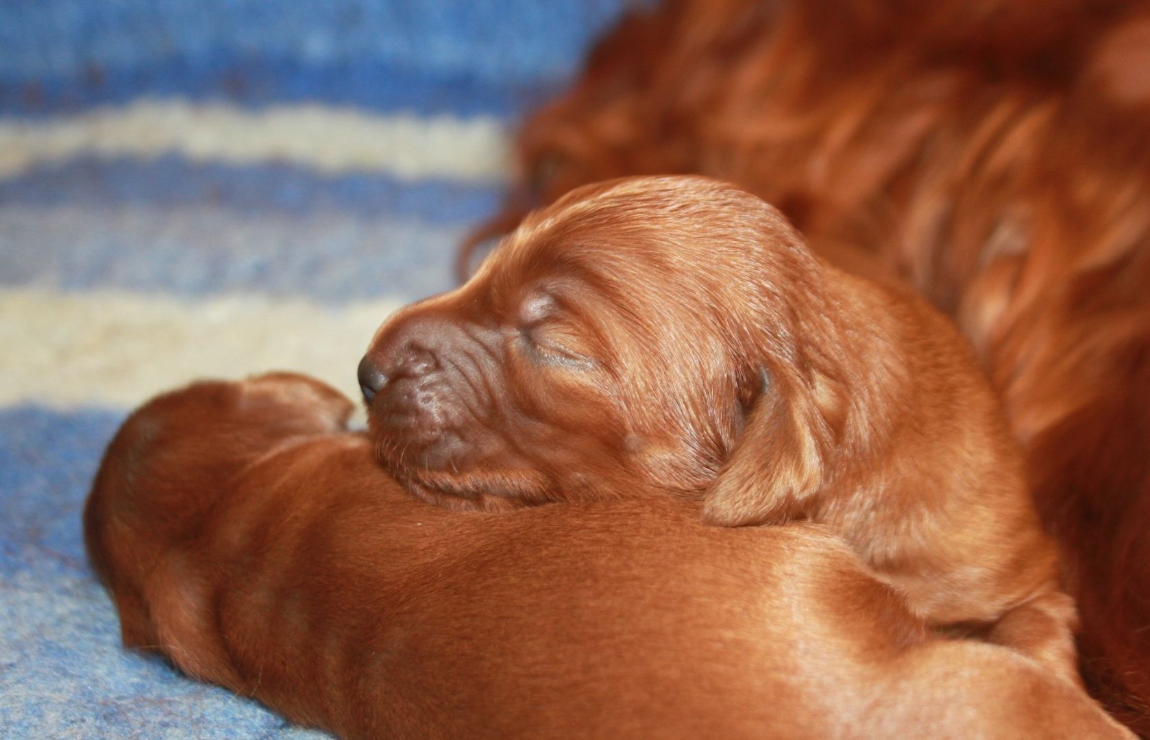 Irish Setter Welpen mit Papieren aus 34 jähriger Formzucht