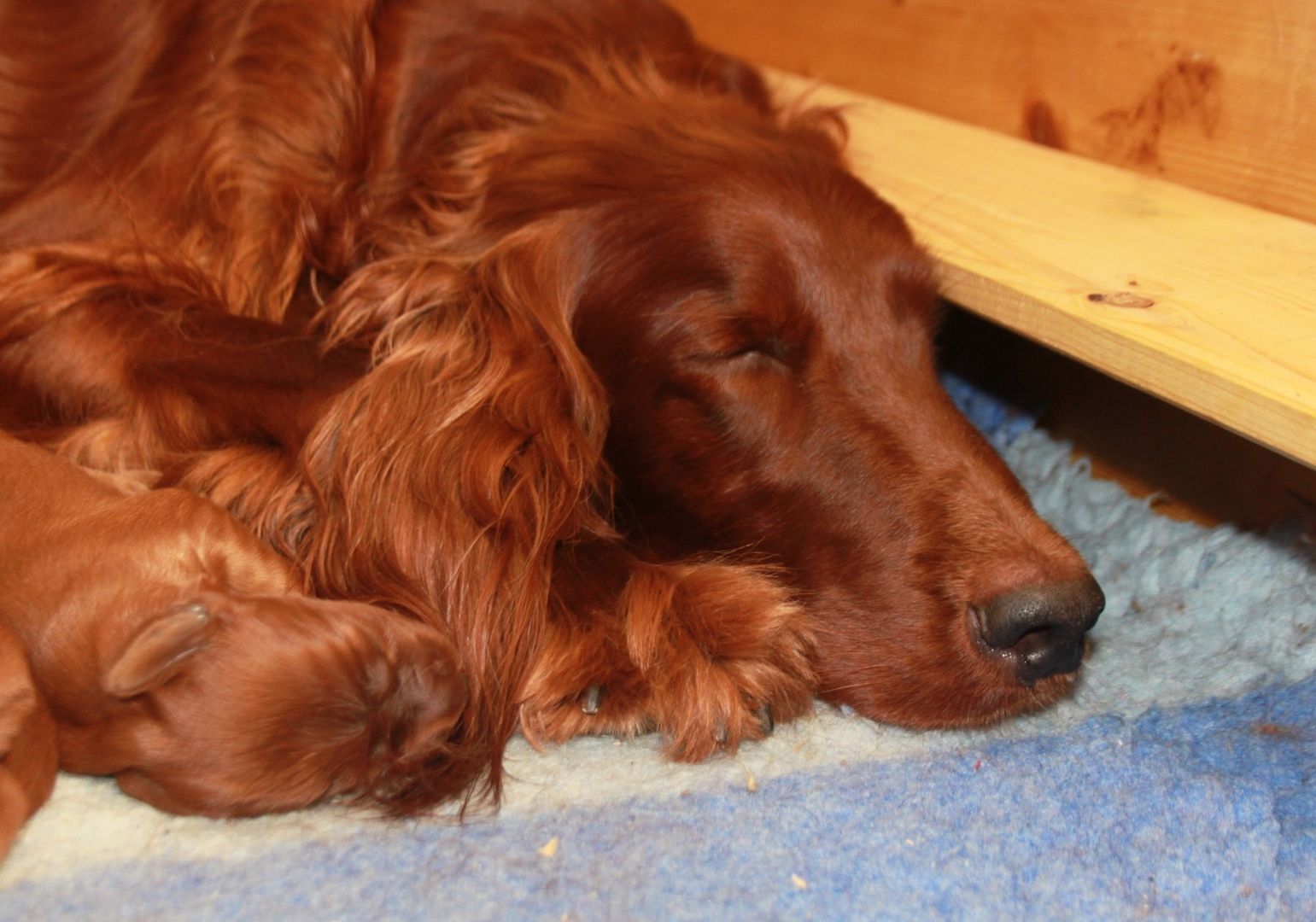 Irish Setter Welpen mit Papieren aus 34 jähriger Formzucht