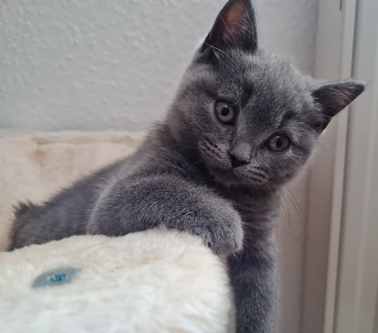 2 reinrassige BKH Kitten