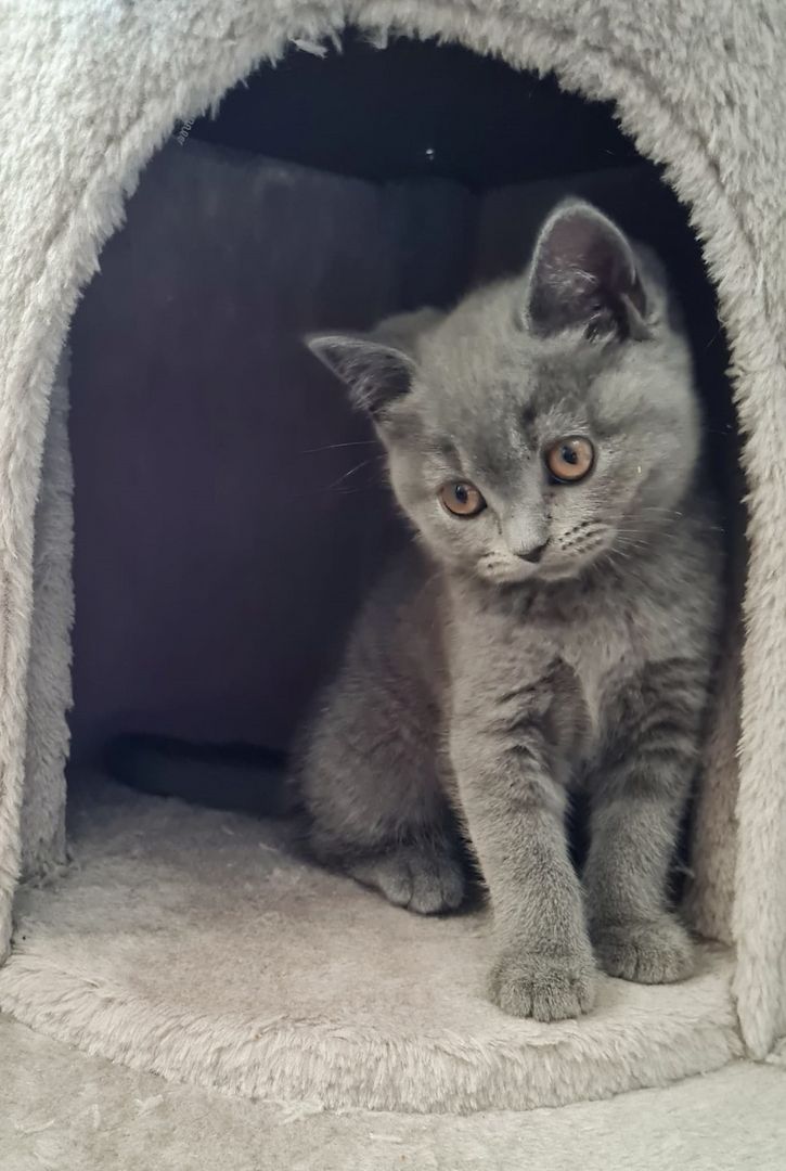 2 reinrassige BKH Kitten