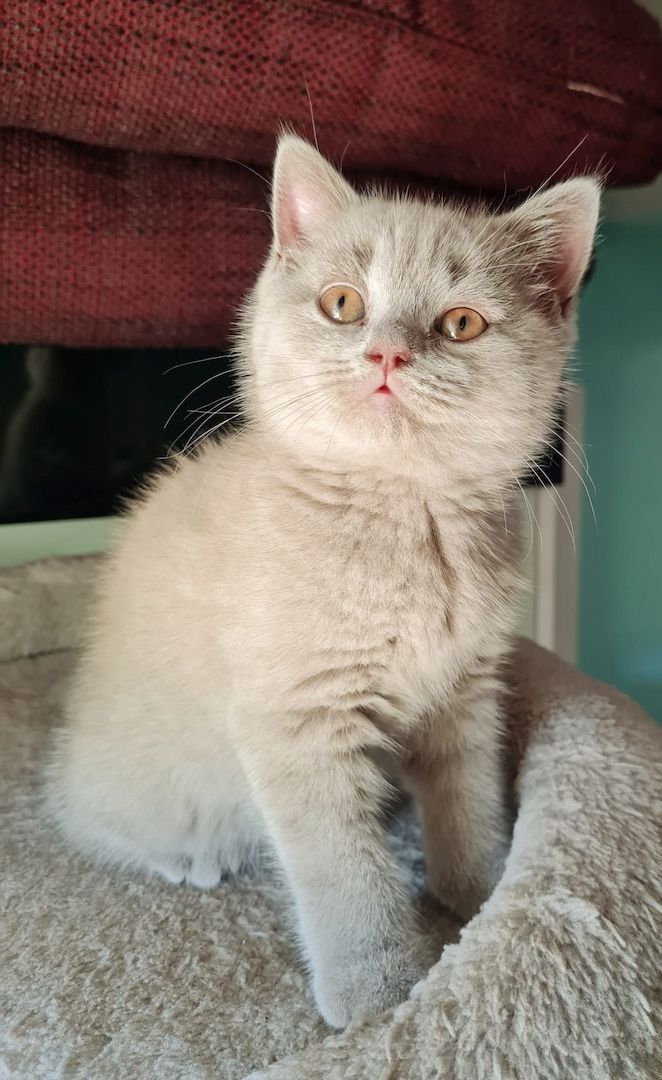 2 reinrassige BKH Kitten