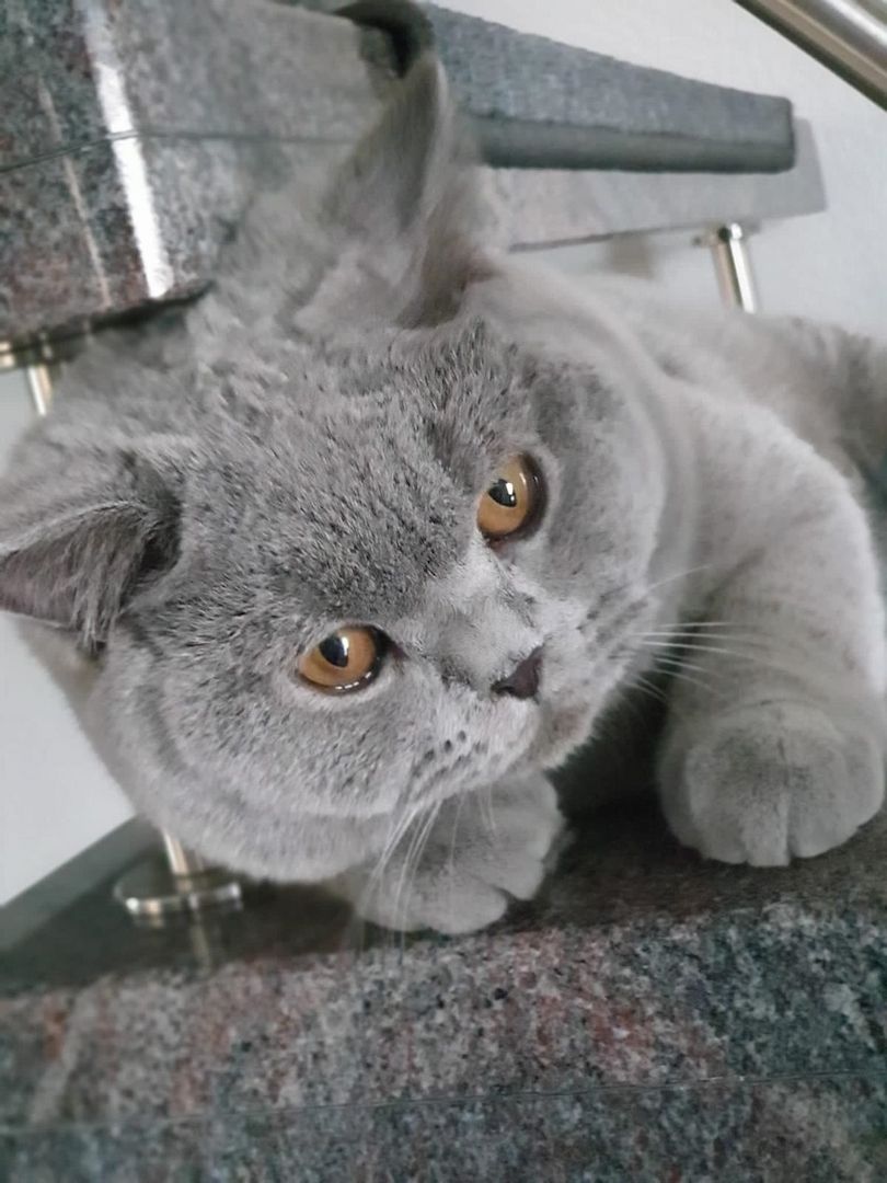 2 reinrassige BKH Kitten