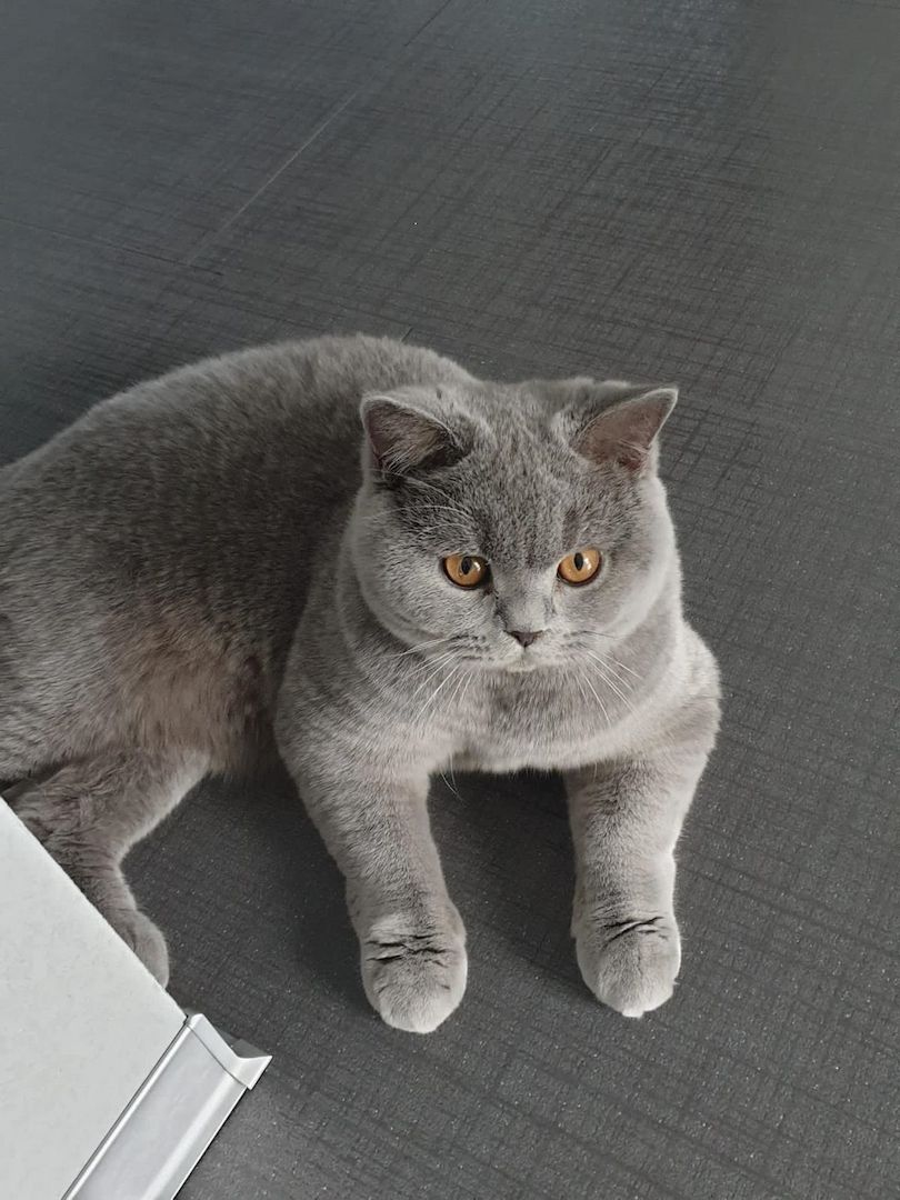 2 reinrassige BKH Kitten