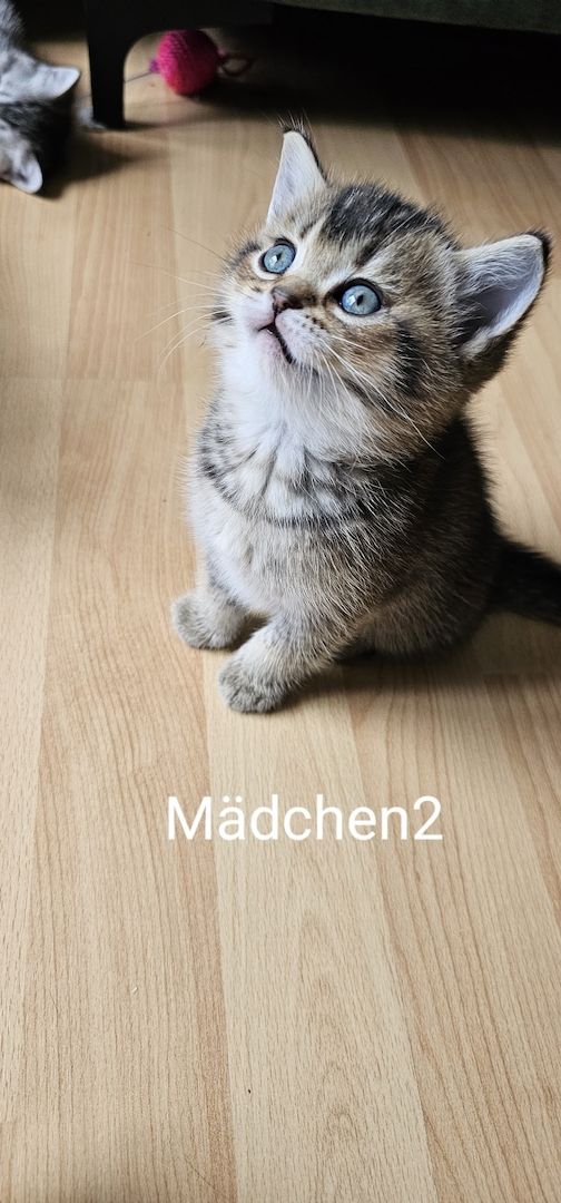 Bkh Kitten Bkh Kitten