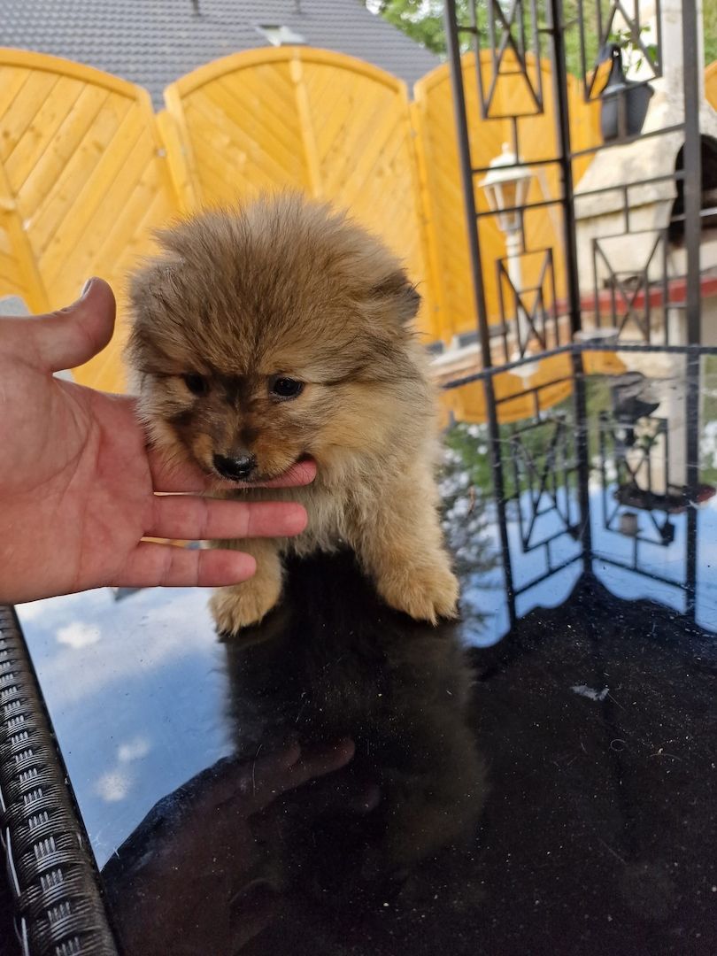 Pomerian Zwergspitz welpe