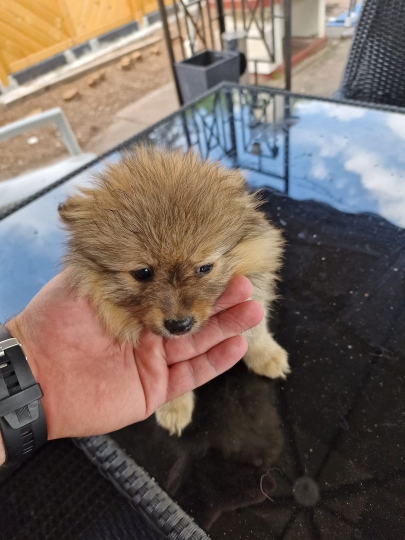 Pomerian Zwergspitz welpe