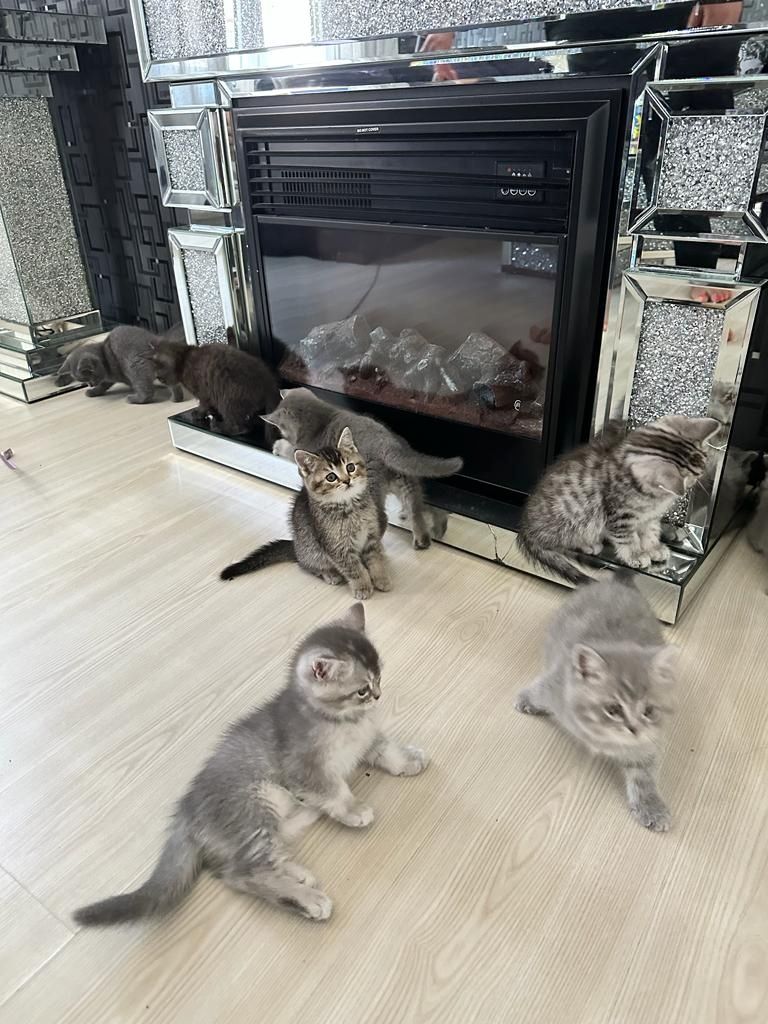 Abgabebereit 8 bkh kitten zu verkaufen