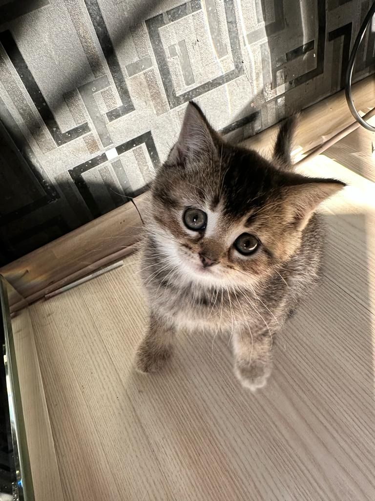 Abgabebereit 8 bkh kitten zu verkaufen