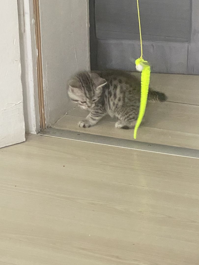 Abgabebereit 8 bkh kitten zu verkaufen