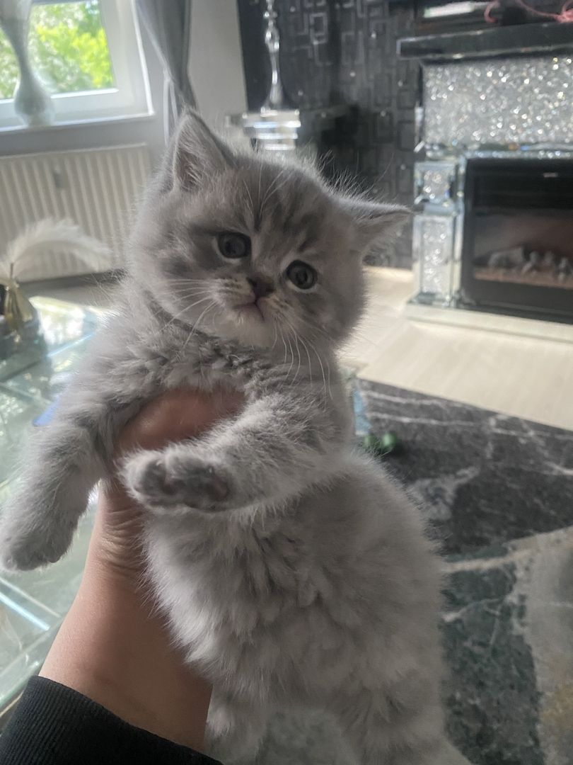 Abgabebereit 8 bkh kitten zu verkaufen