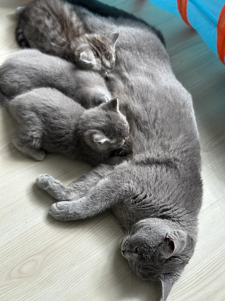 Abgabebereit 8 bkh kitten zu verkaufen