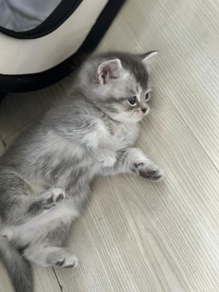 Abgabebereit 8 bkh kitten zu verkaufen