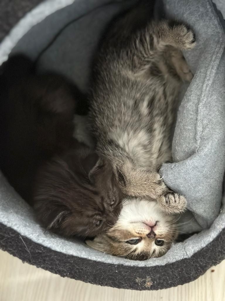 Abgabebereit 8 bkh kitten zu verkaufen