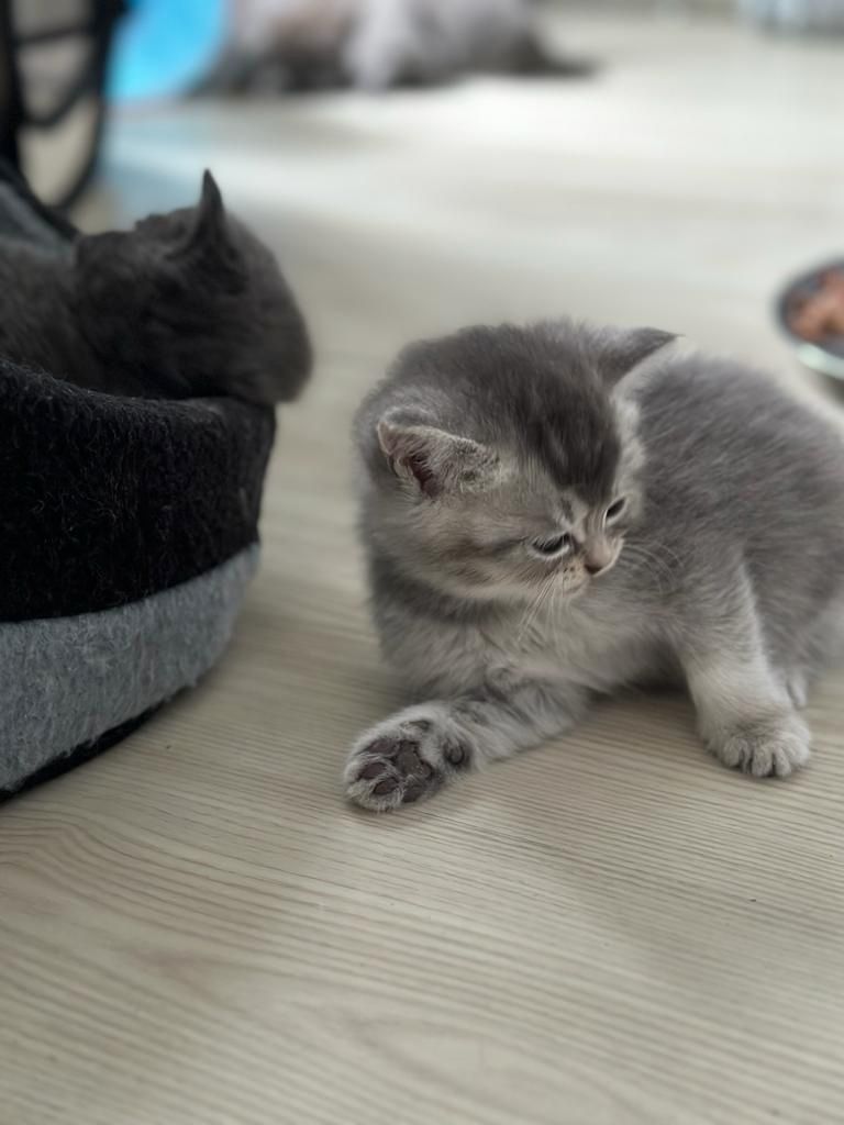 Abgabebereit 8 bkh kitten zu verkaufen