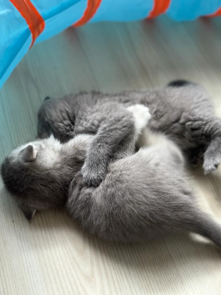 Abgabebereit 8 bkh kitten zu verkaufen