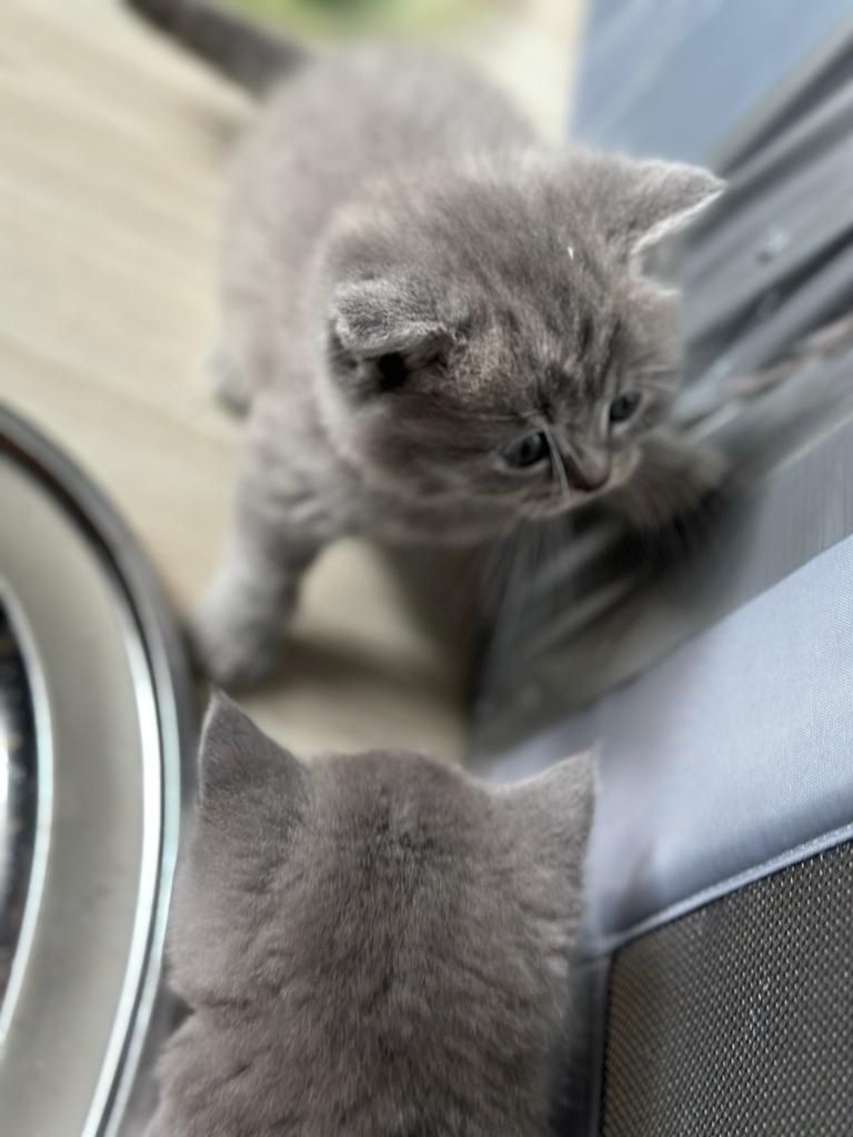 Abgabebereit 8 bkh kitten zu verkaufen