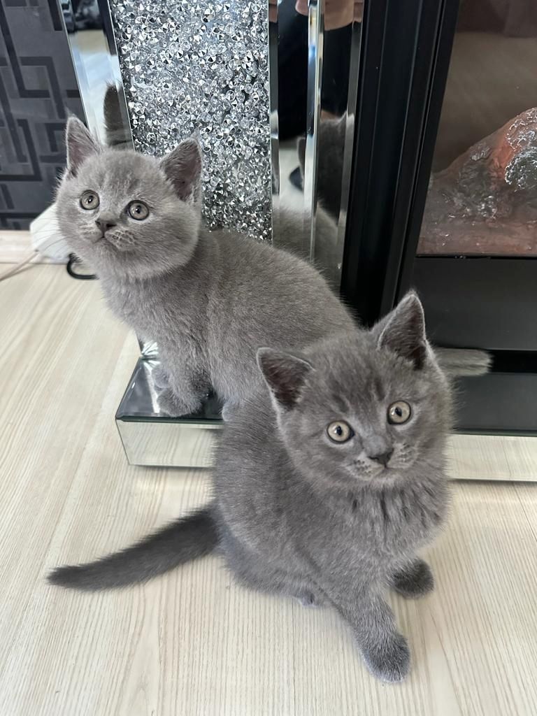 Abgabebereit 8 bkh kitten zu verkaufen