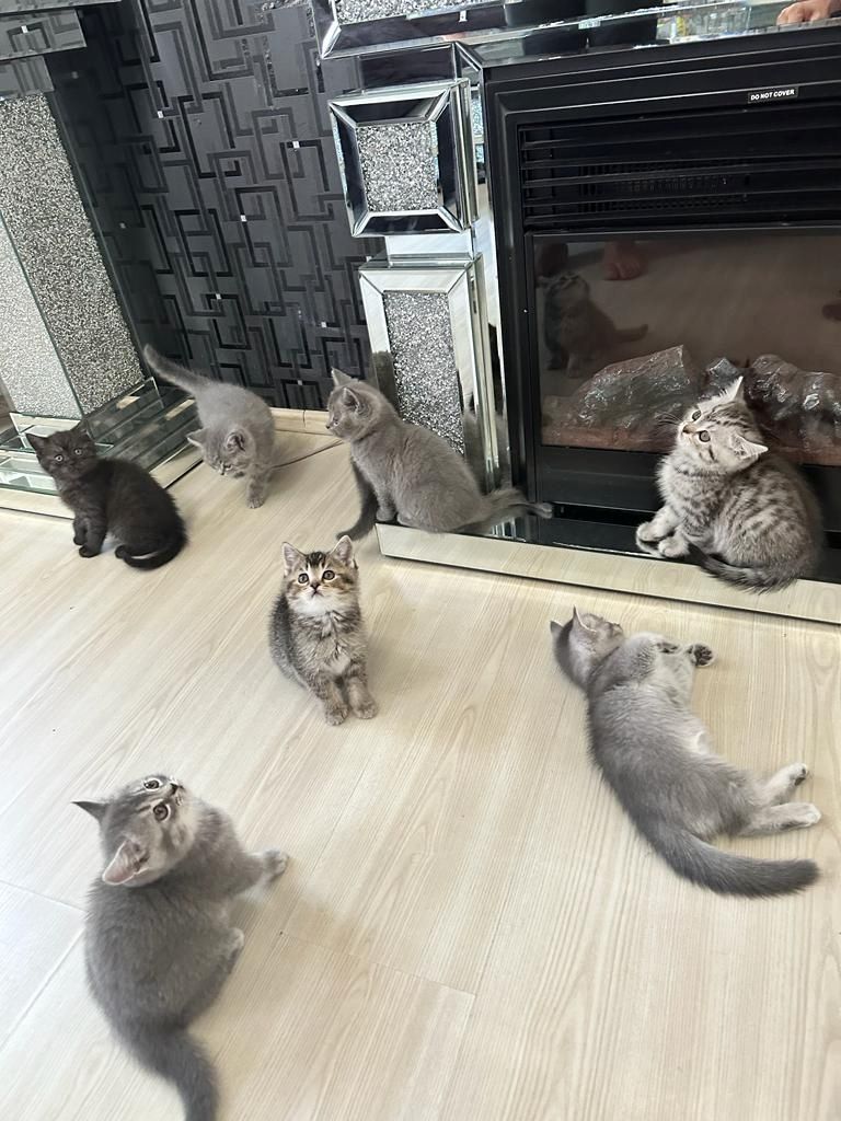 Abgabebereit 8 bkh kitten zu verkaufen