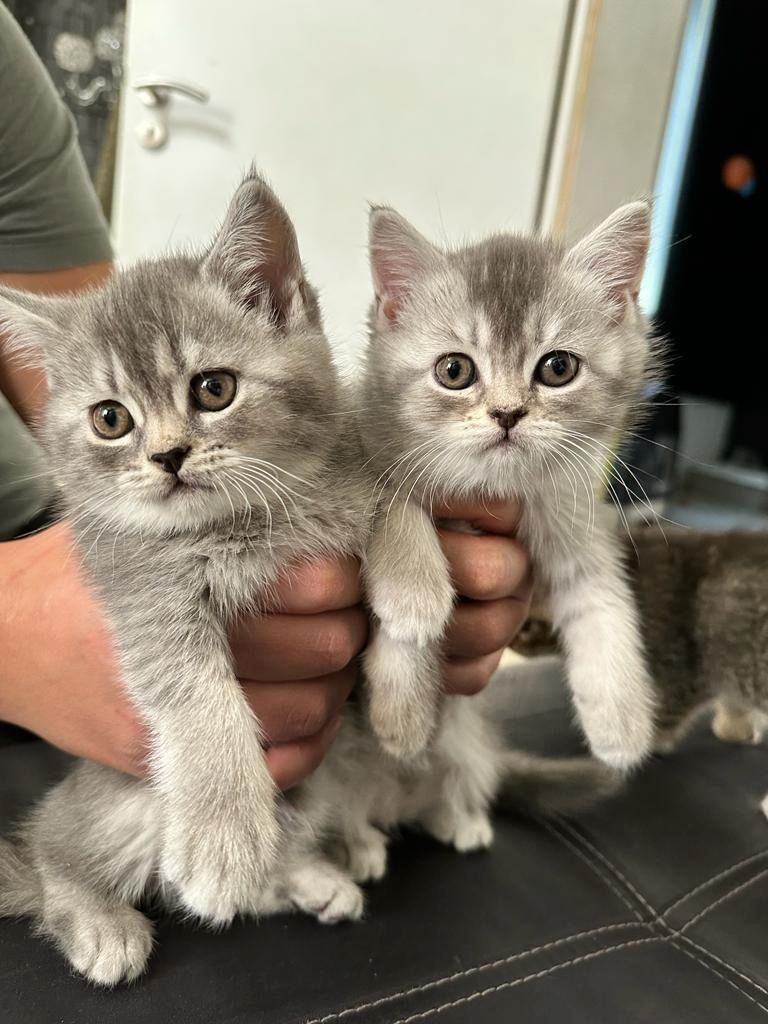 Abgabebereit 8 bkh kitten zu verkaufen