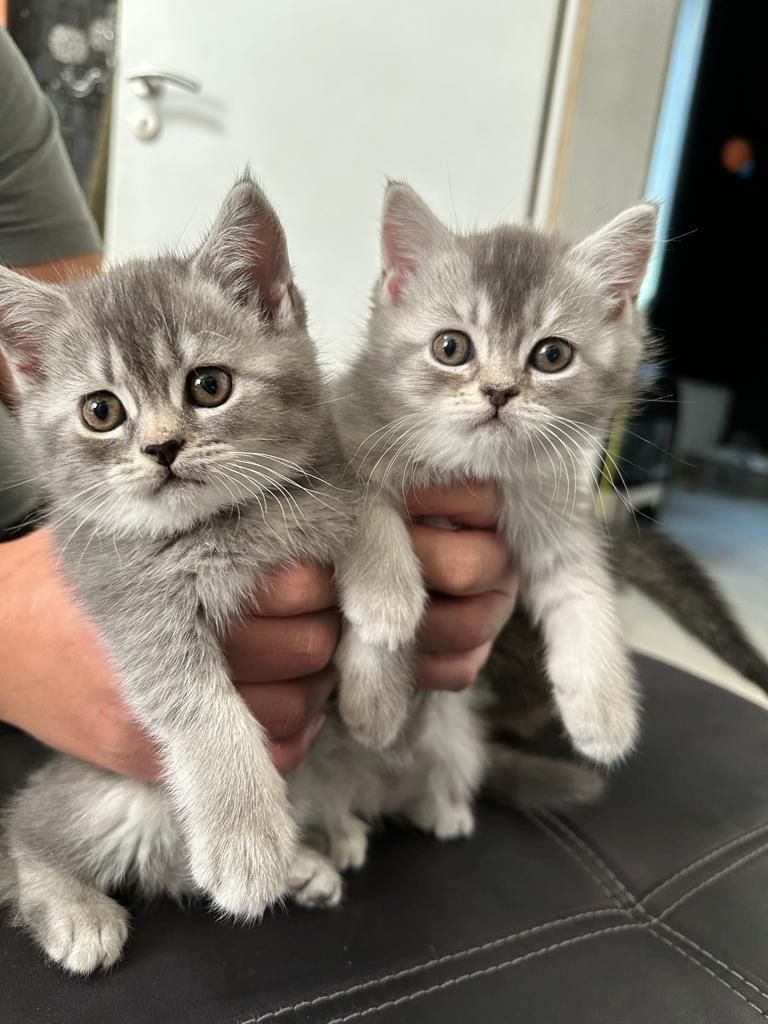 Abgabebereit 8 bkh kitten zu verkaufen