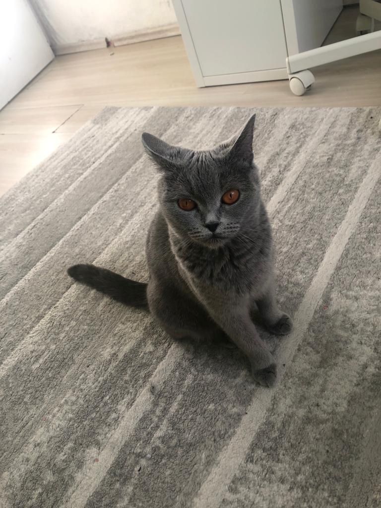 Abgabebereit 8 bkh kitten zu verkaufen