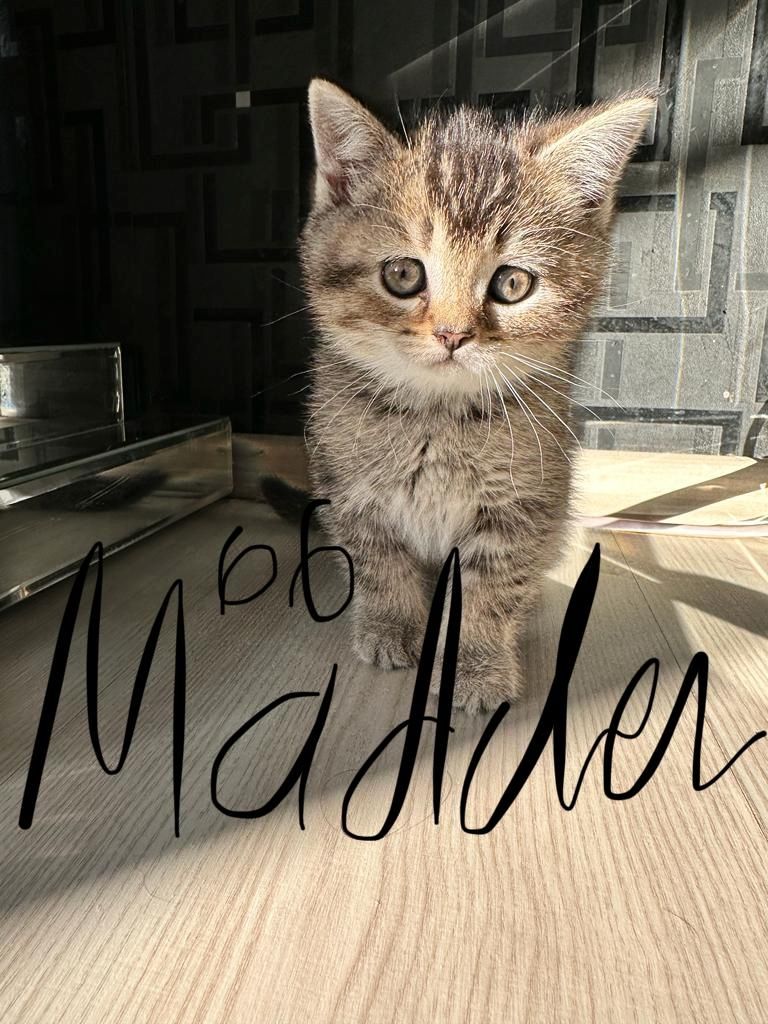 Abgabebereit 8 bkh kitten zu verkaufen