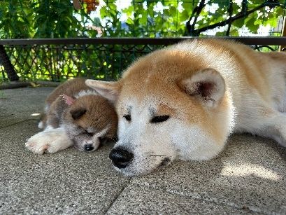 Akita Inu Welpen