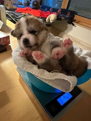 Akita Inu Welpen