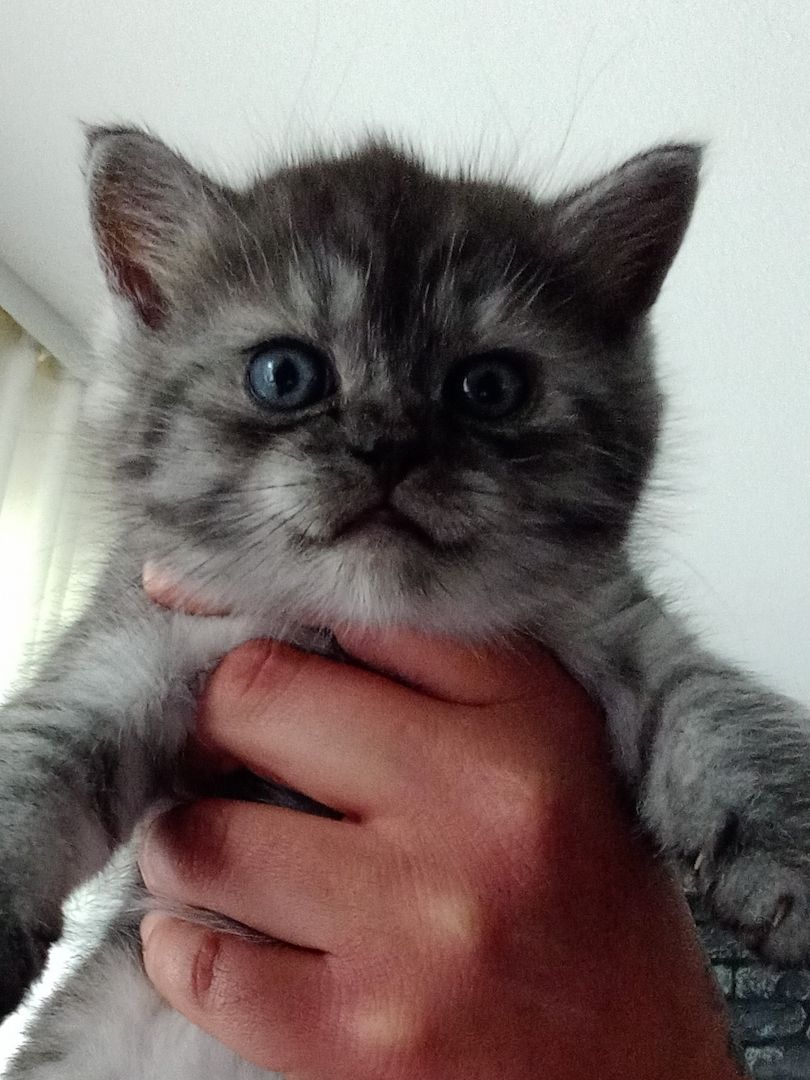 Zuckersüße bkh kitten