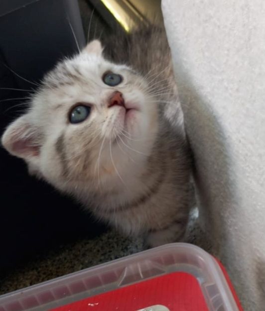 Zuckersüße bkh kitten