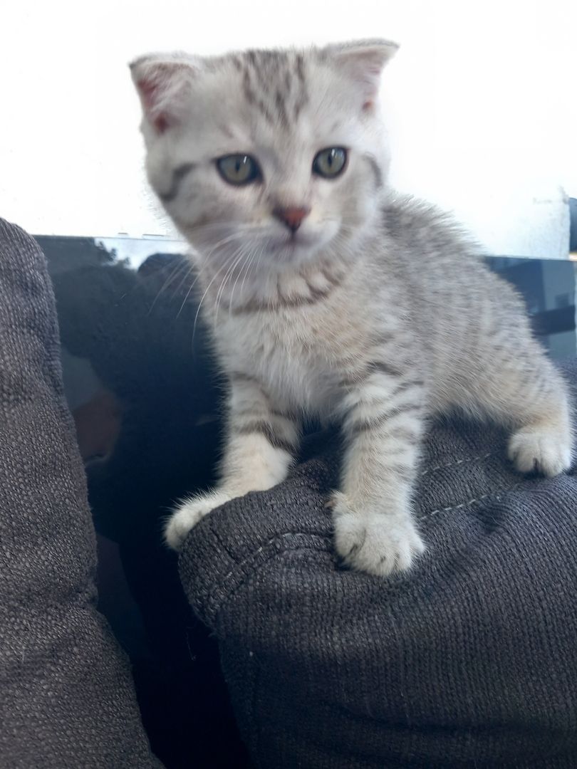 Zuckersüße bkh kitten