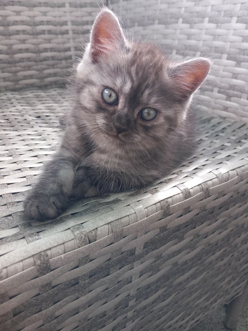 Zuckersüße bkh kitten