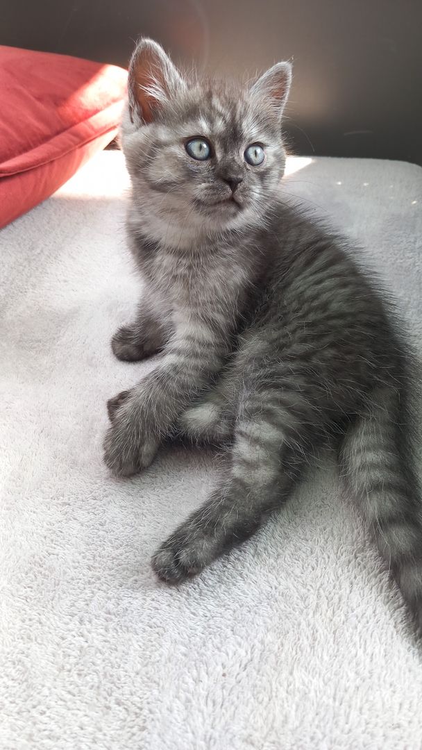 Zuckersüße bkh kitten