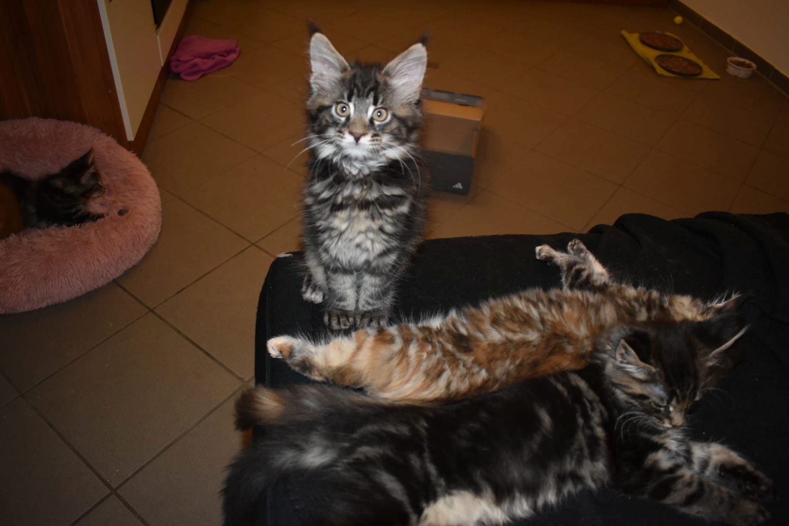 4 reinrassige Maine Coon Kitten suchen ein neues Heim