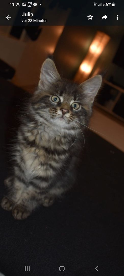 4 reinrassige Maine Coon Kitten suchen ein neues Heim