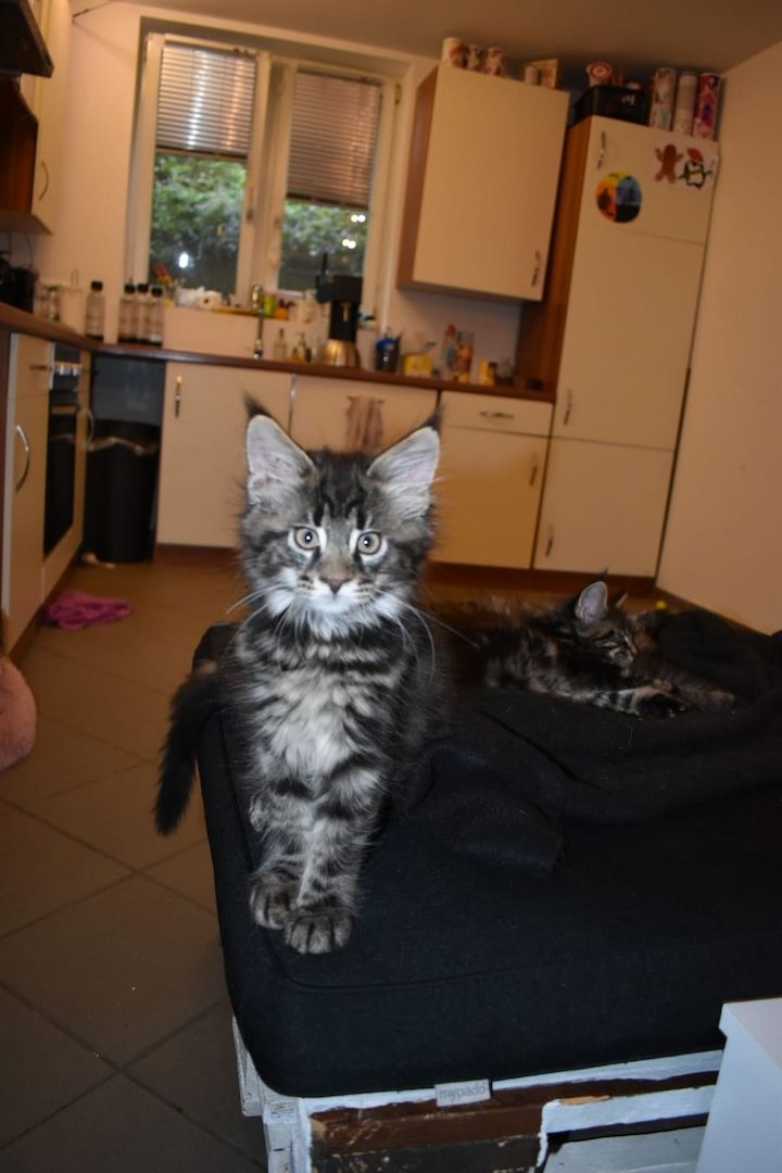 4 reinrassige Maine Coon Kitten suchen ein neues Heim
