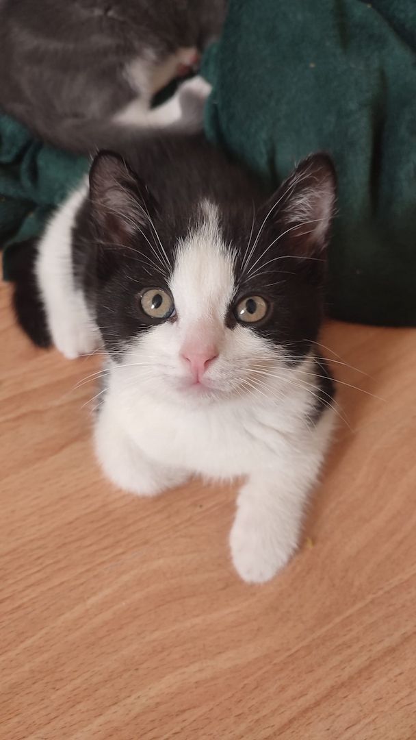 Baby Katzen 12 Wochen