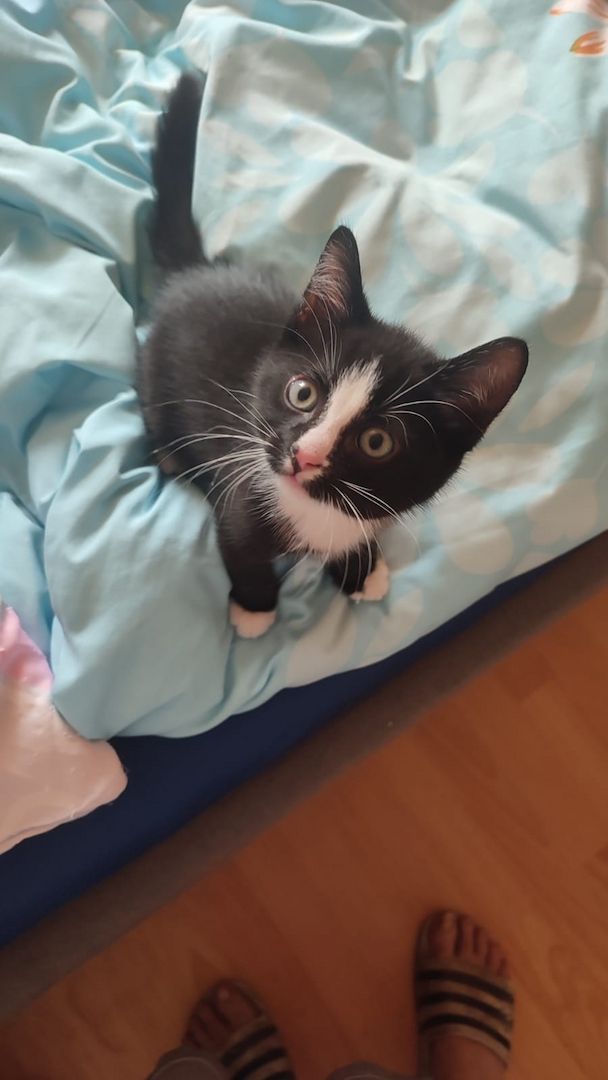 Baby Katzen 12 Wochen