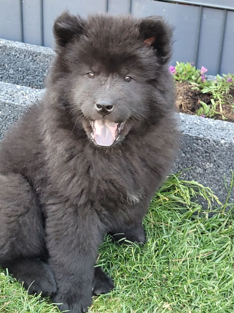 Eurasier Welpen ab sofort Abgabe bereit