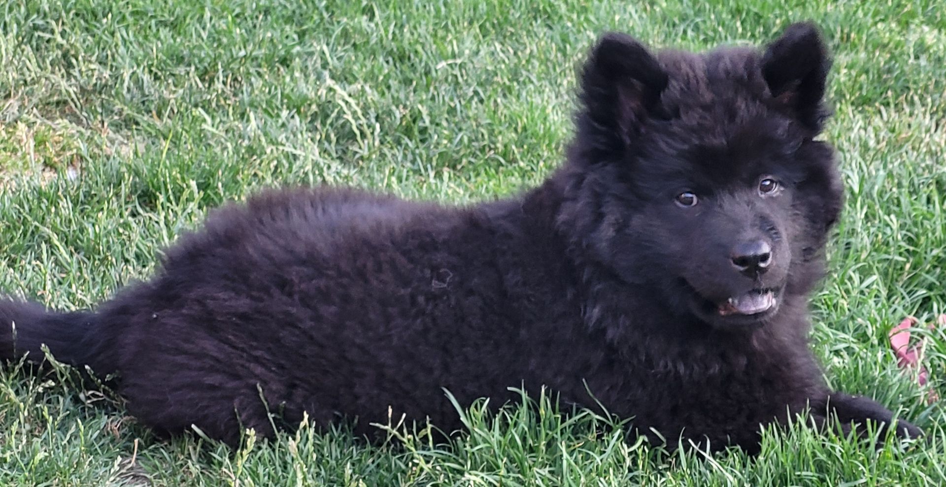 Eurasier Welpen ab sofort Abgabe bereit