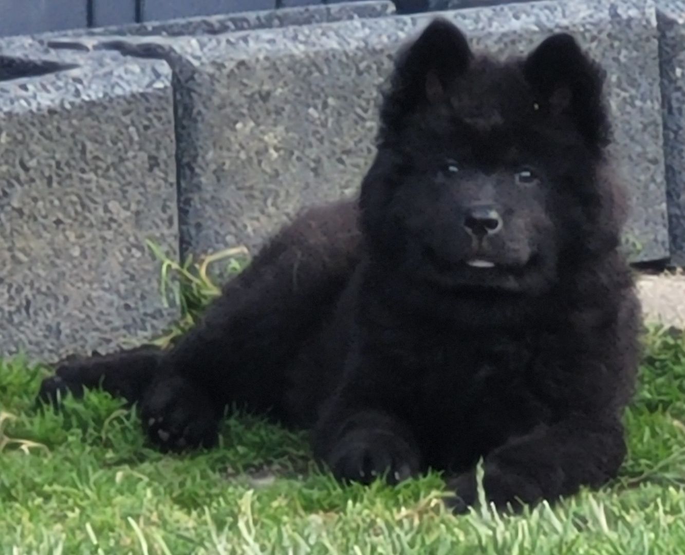 Eurasier Welpen ab sofort Abgabe bereit