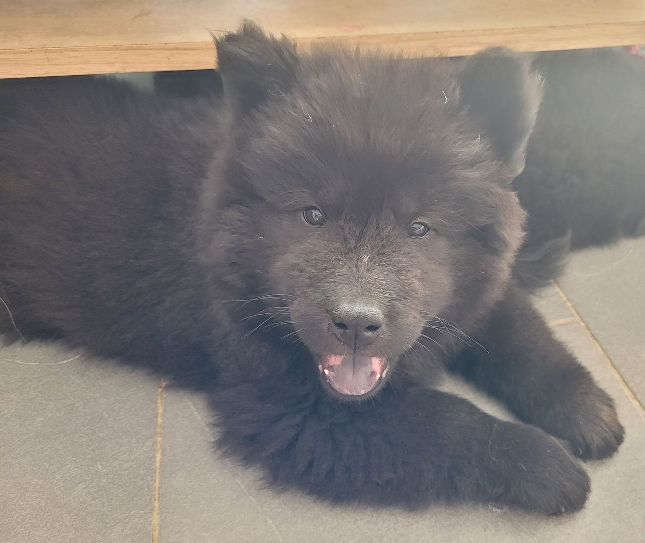 Eurasier Welpen ab sofort Abgabe bereit