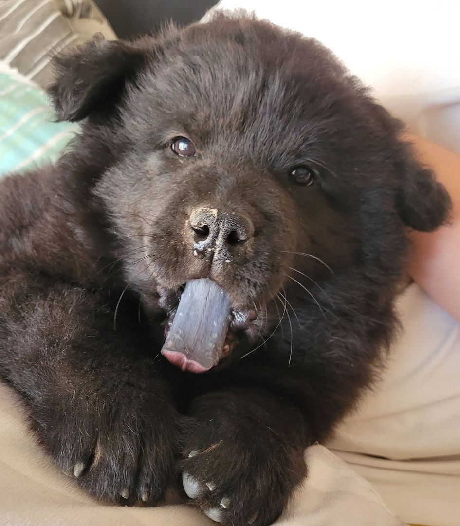 Eurasier Welpen ab sofort Abgabe bereit