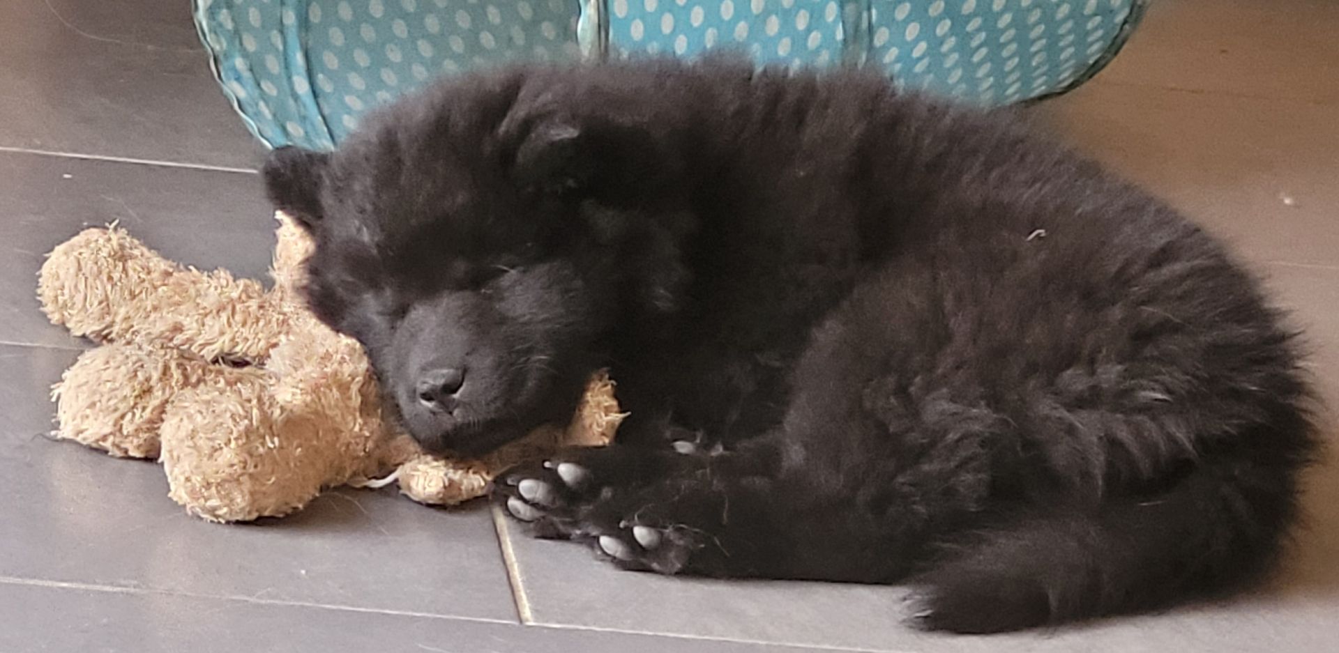 Eurasier Welpen ab sofort Abgabe bereit
