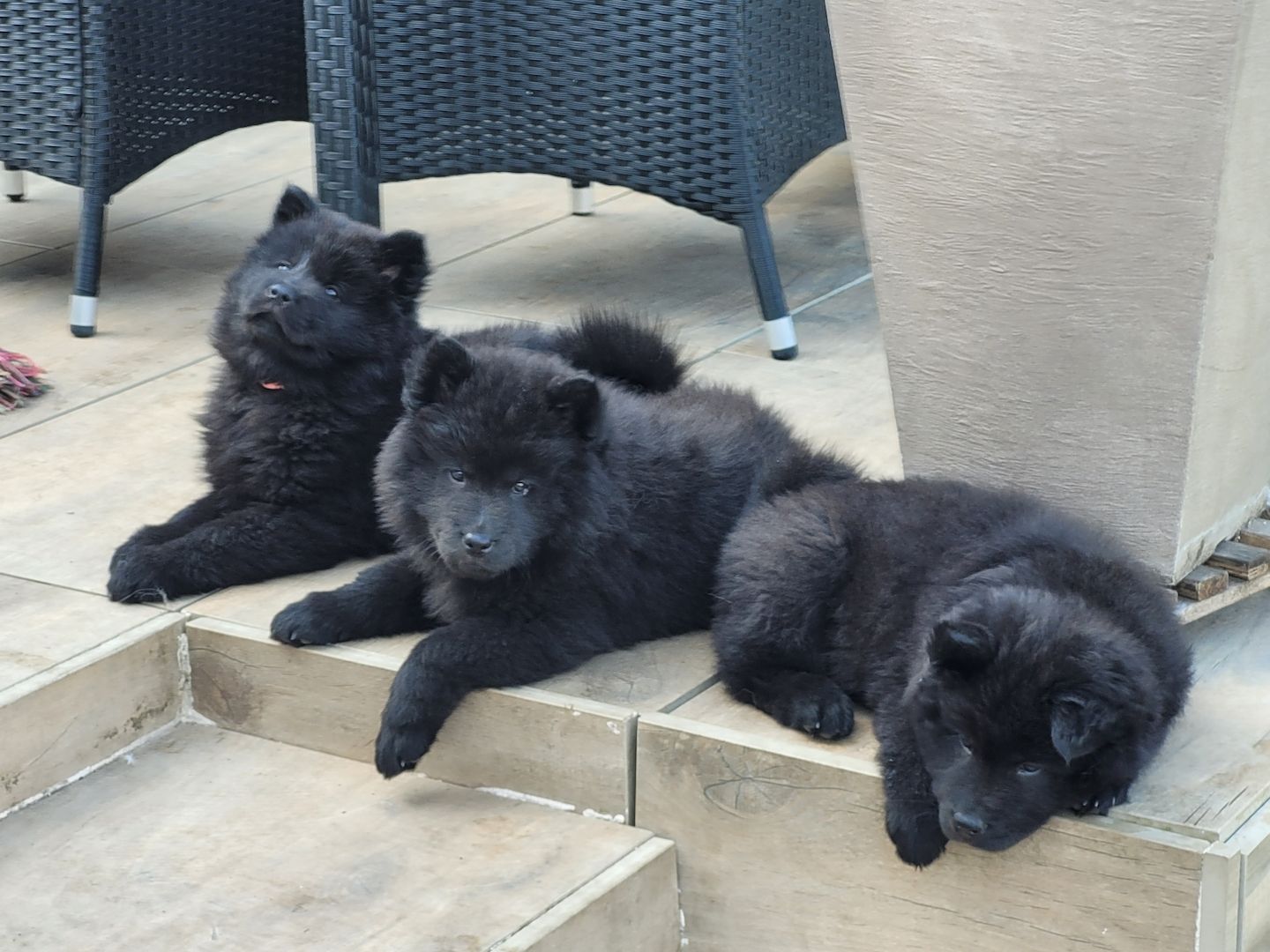Eurasier Welpen ab sofort Abgabe bereit