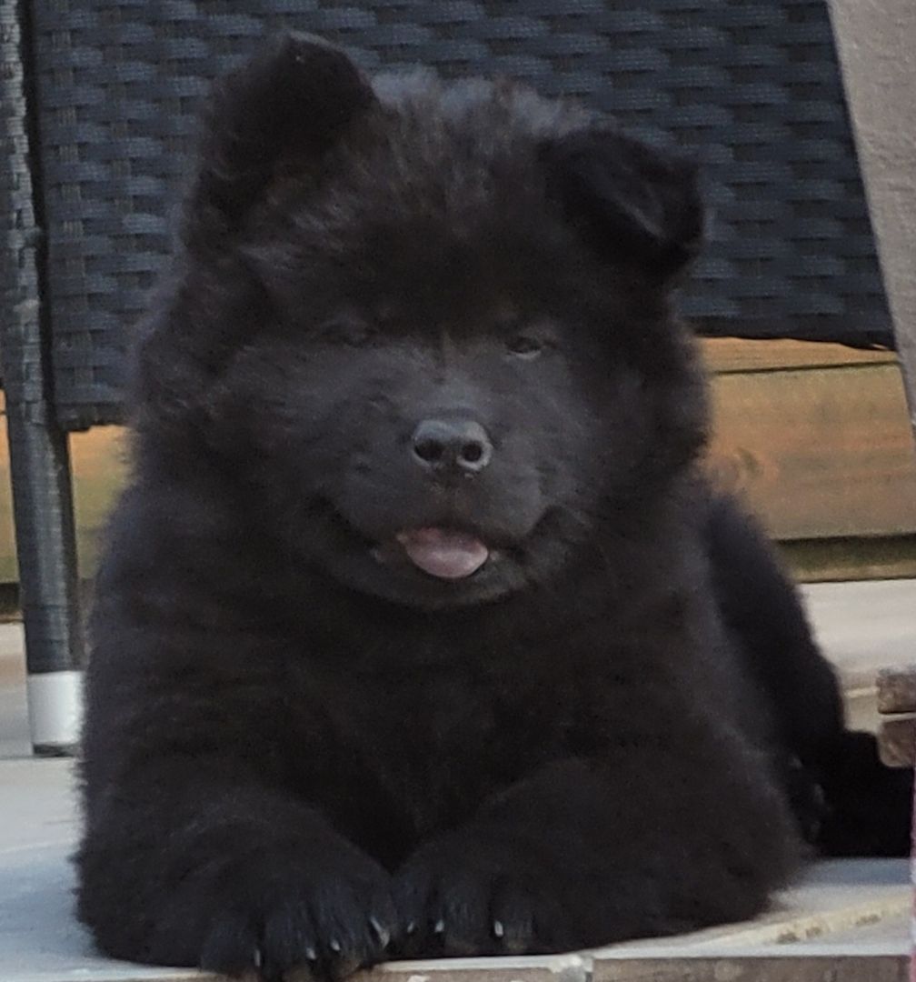 Eurasier Welpen ab sofort Abgabe bereit