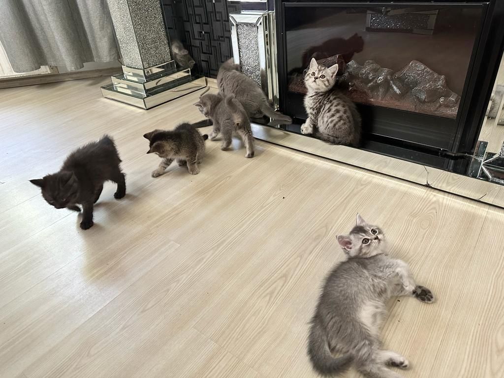 Abgabebereit verkaufe 8 bkh kitten