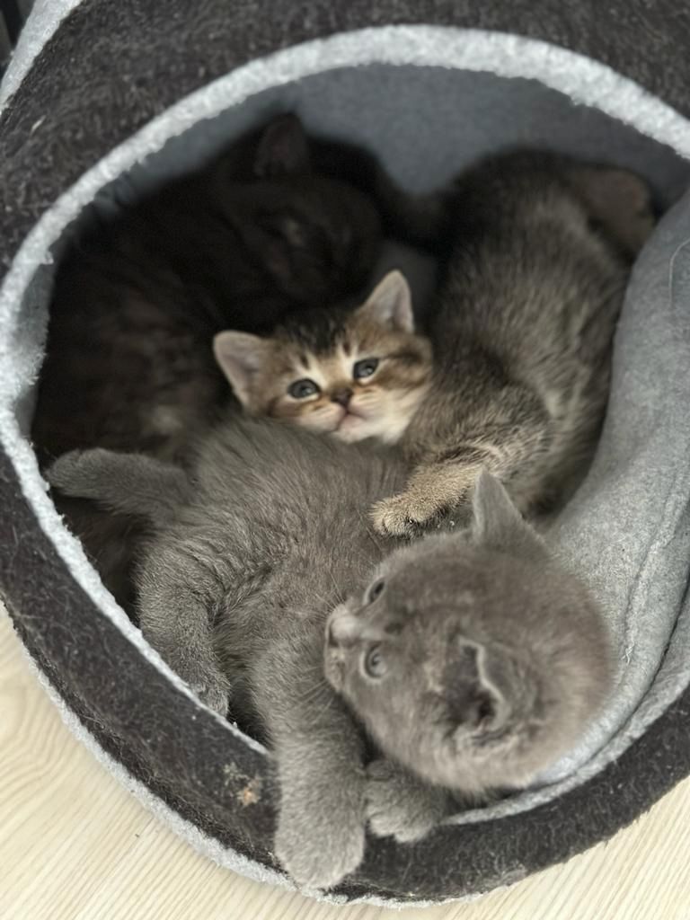 Abgabebereit verkaufe 8 bkh kitten